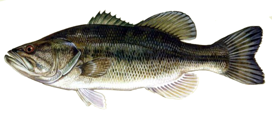 Micropterus salmoides_03.jpg